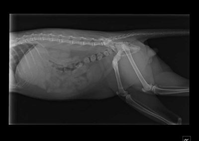 X ray of small animal at Williamsport West Veterinary Hospital