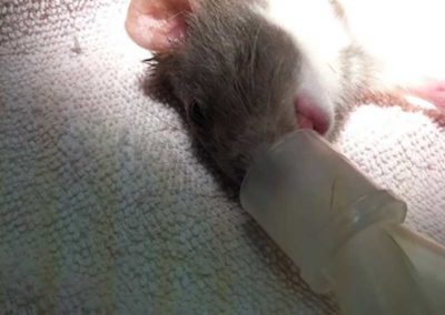 Baby mouse at Williamsport West Veterinary Hospital