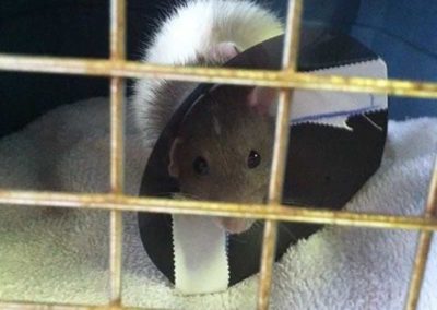 Small mouse in cage at Williamsport West Veterinary Hospital