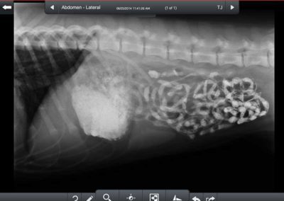 An x-ray of a dog's stomach and intestines.