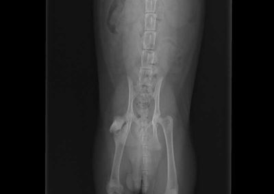 An x-ray of a dog's stomach.