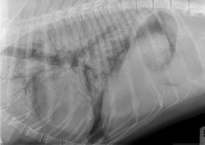 An x-ray of a dog's ribcage.