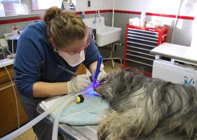 A doctor working on a dog's mouth.
