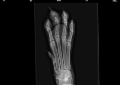 An x-ray of an animal's paw.