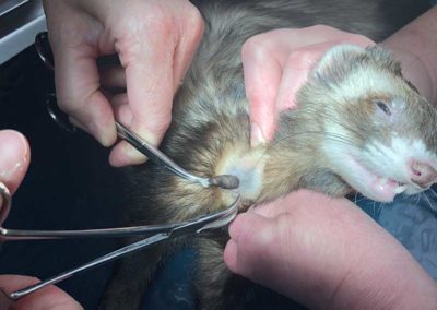 A ferret having a tick pulled from its neck.