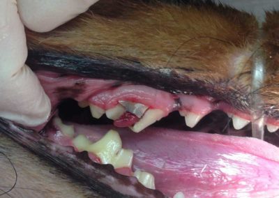 A close up on a dog's gums