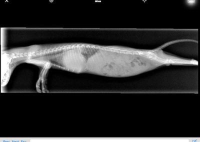 An x-ray of a ferret.