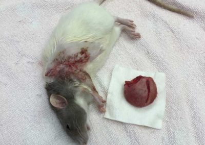 A mouse post tumor-removal surgery