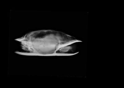 An x-ray of a turtle.