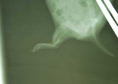 Animal X-Rays in Williamsville, PA | Williamsport West Veterinary Hospital