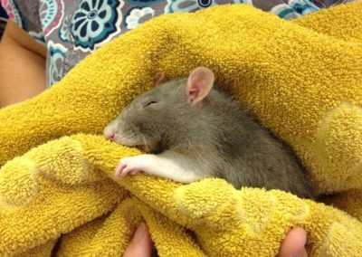 A baby rat sleeping in a yellow blanket.