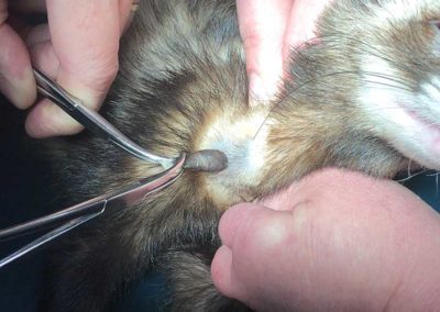 A ferret having a tick pulled from its neck.