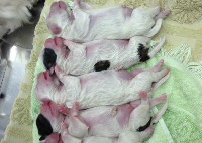 A litter of newborn puppies sleeping on a blanket.