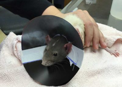 A rat post-surgery with a cone around its neck.