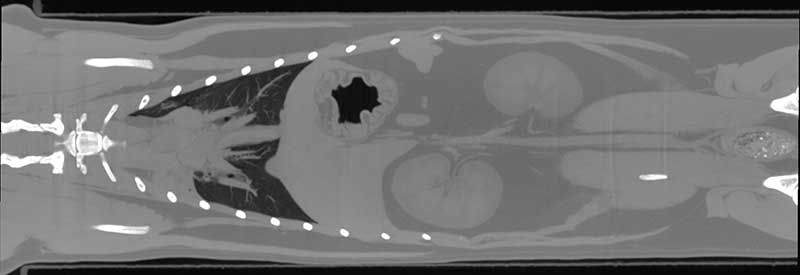 An x-ray of an animal's stomach with the heart, ribs, and kidneys visible.