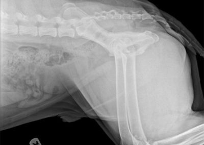 An x-ray of an animal's pelvis.